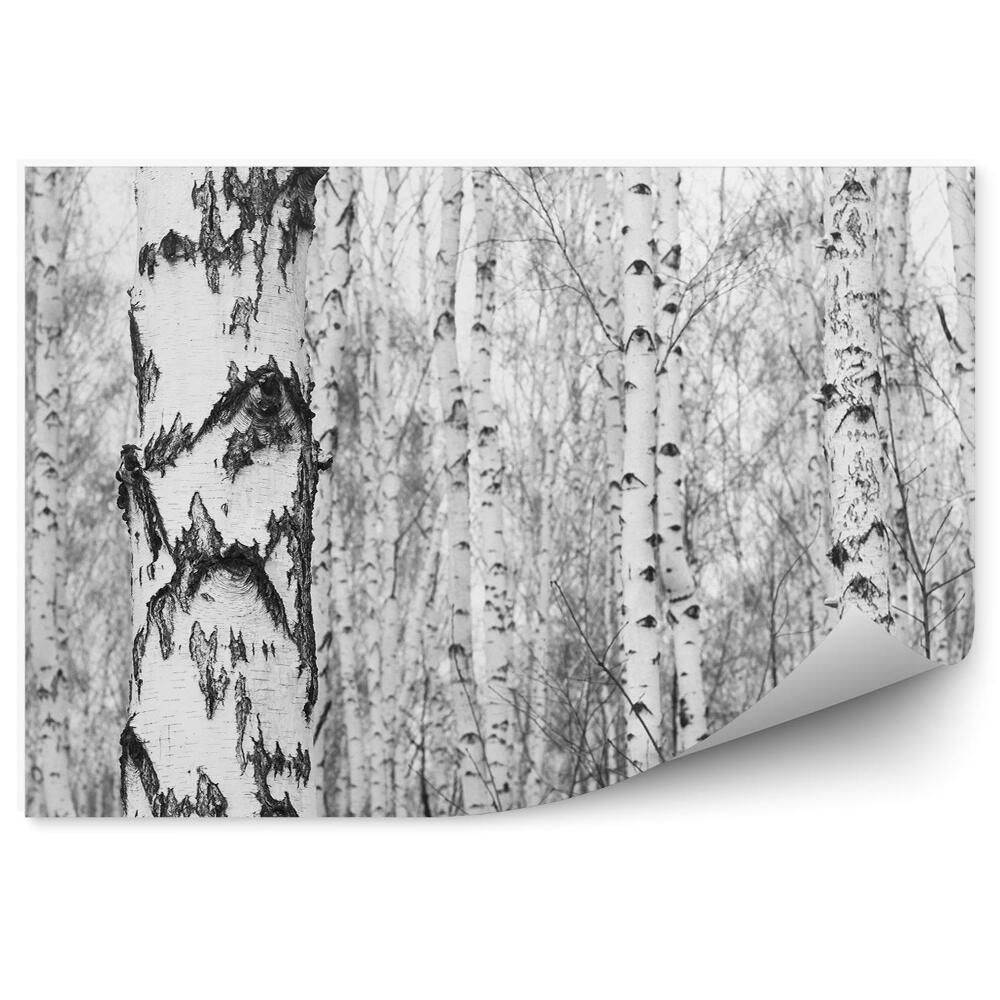Samolepící fototapeta Černobílý březový les