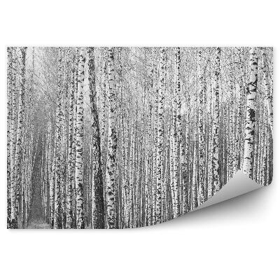 Fototapeta Černobílý březový les