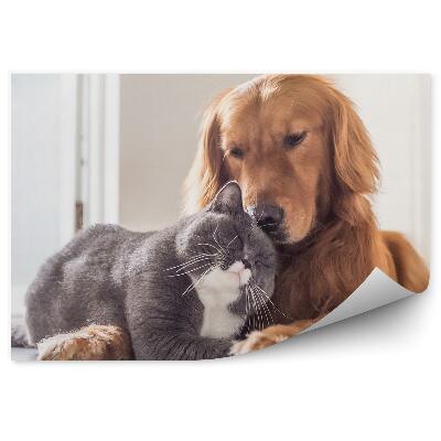 Samolepící fototapeta Britská kočka psí přátelé odpočívající