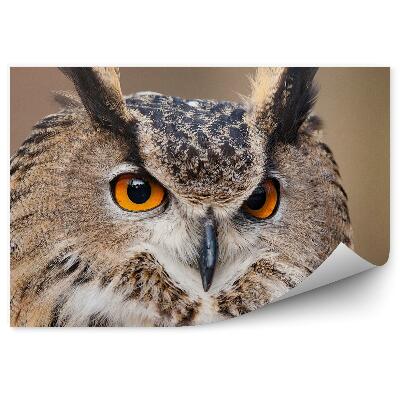 Fototapeta Hlava sovy pálené Bubo Bubo