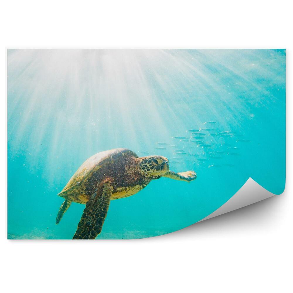 Fototapeta na zeď Želvy oceán ryby modrá voda