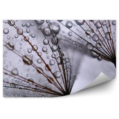 Fototapeta na zeď Pampeliška kapka rosy