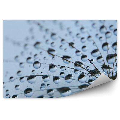 Fototapeta Kapky rosy pampelišky