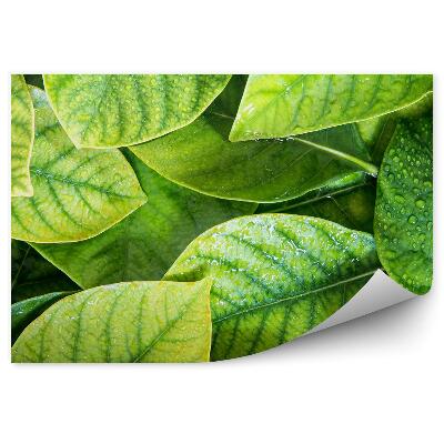 Fototapeta na zeď Tropické zelené listy s kapkami vody