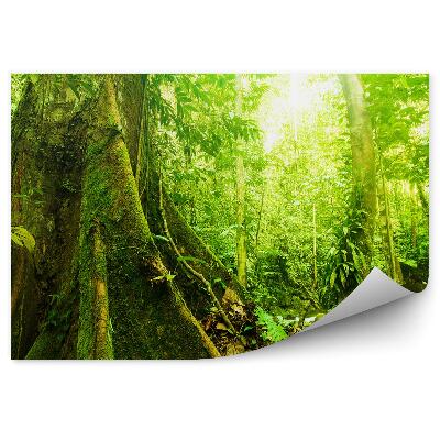 Fototapeta Stromy mechově zelená příroda zanechává světlo