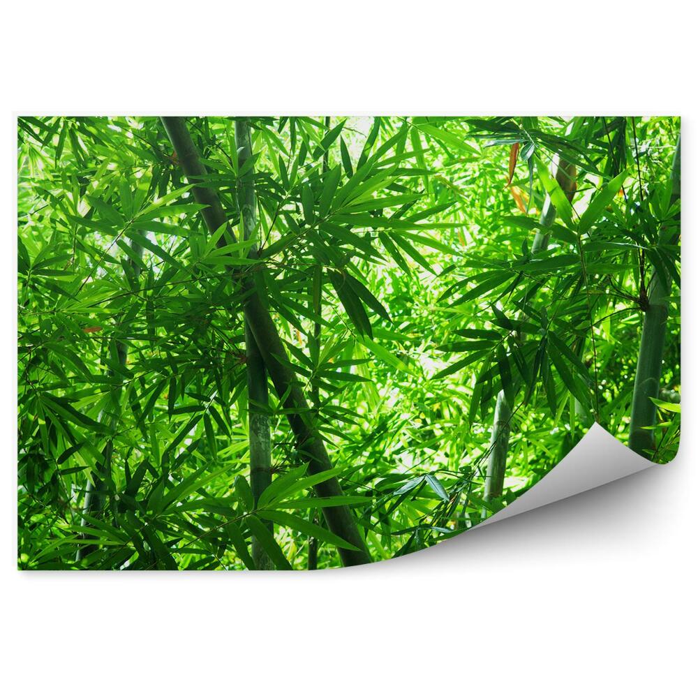 Fototapeta Bambusové lesní stromy zelené listy