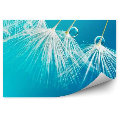 Fototapeta na zeď Kapka rosy květy pampelišky