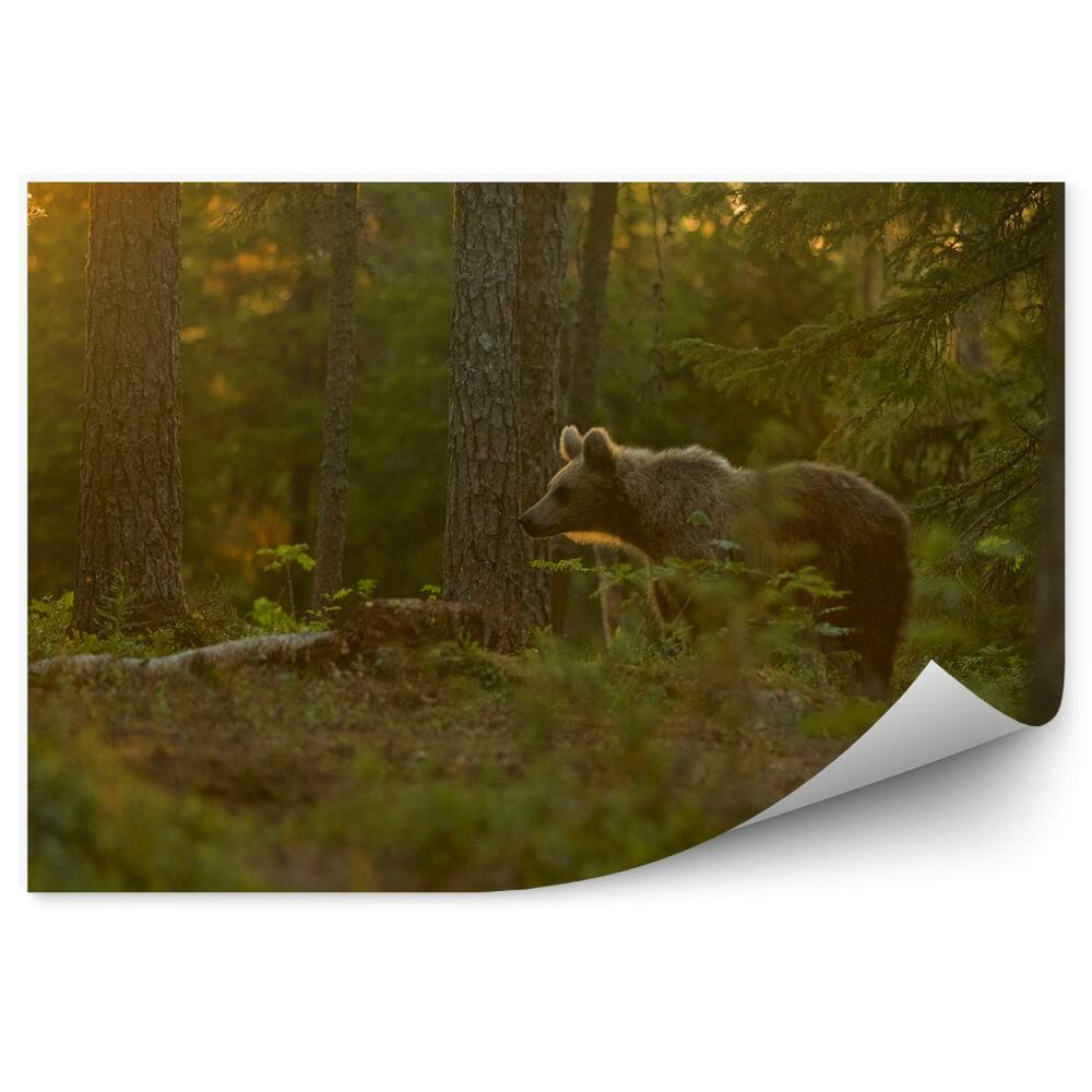 Fototapeta Medvěd v lese