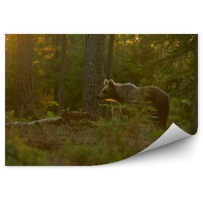Fototapeta Medvěd v lese