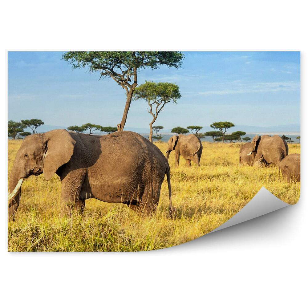 Fototapeta Africká rezervace slonů
