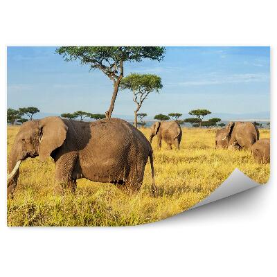 Fototapeta Africká rezervace slonů