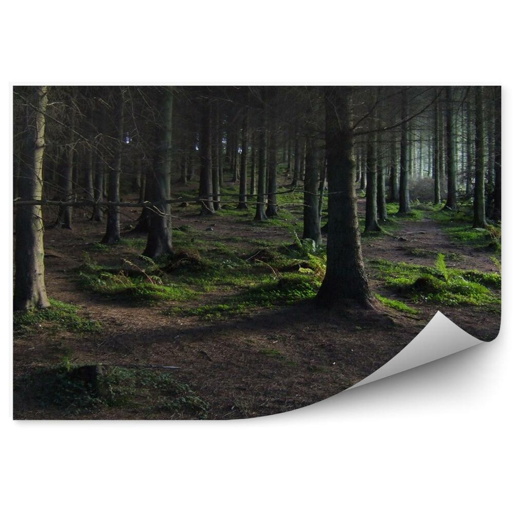 Fototapeta na zeď Tmavý les