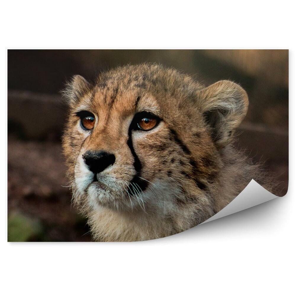 Fototapeta Mladý gepard