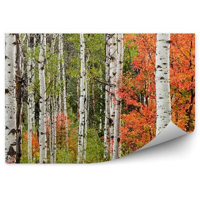 Fototapeta Podzimní krajina v listnatém lese