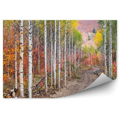 Fototapeta na zeď Polní cesta mezi břízami a topoly