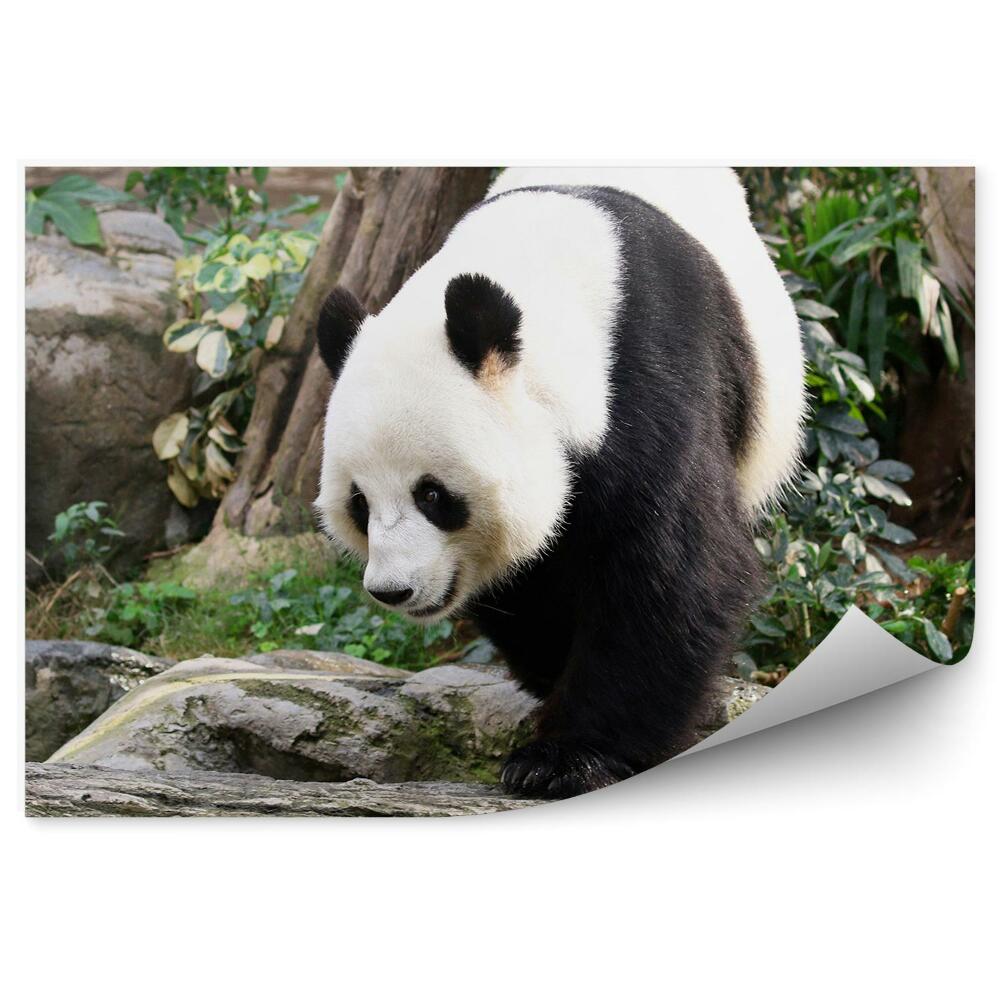 Fototapeta Panda kráčející po kamenech