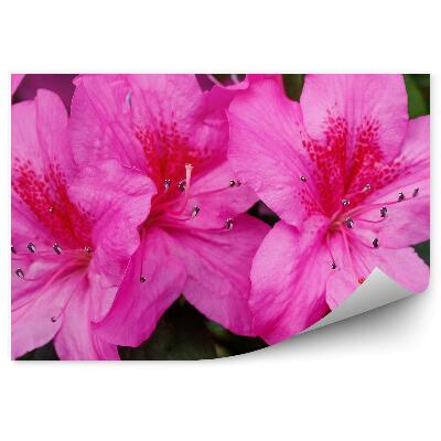 Samolepící fototapeta Květ rododendronu