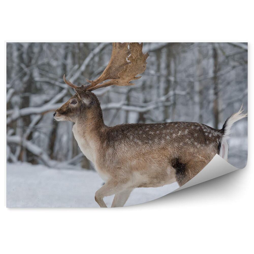 Fototapeta Jelen v zimním lese