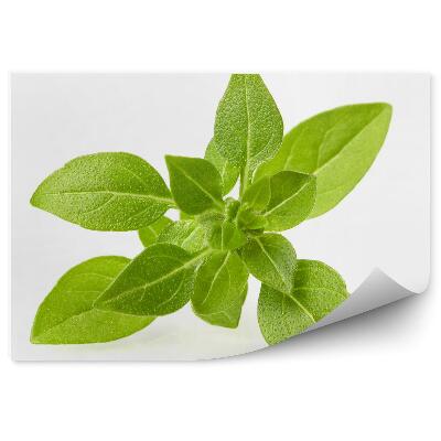 Samolepící fototapeta Bazalkové koření šťavnaté zelené listy