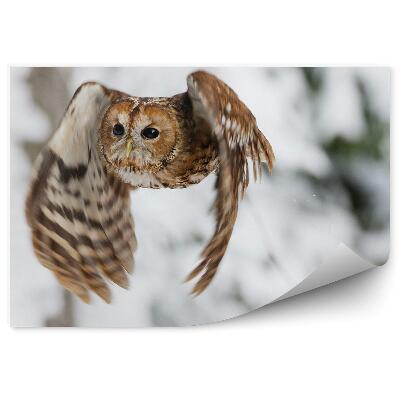 Samolepící fototapeta Sova v letu na pozadí sněhu