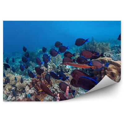 Fototapeta Korálový útes hejno ryb podmořský svět