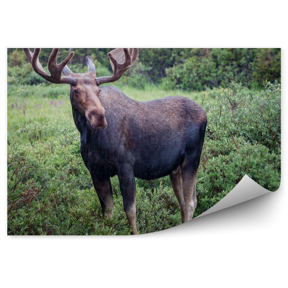 Fototapeta na zeď Los v dešti