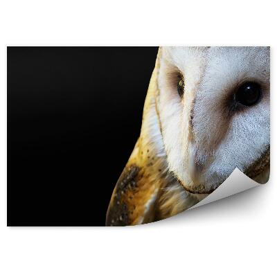 Fototapeta Sova pálená na černém pozadí