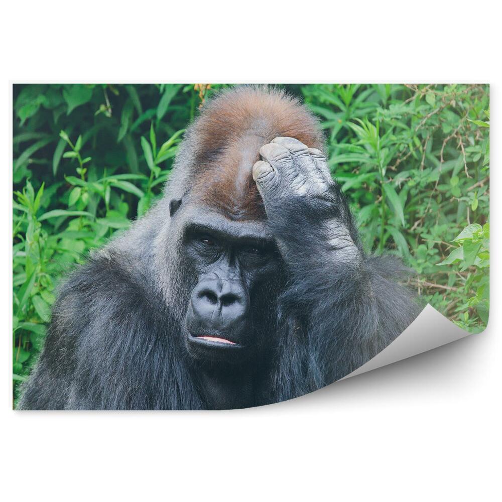 Fototapeta na zeď Introvertní gorila na pozadí tropické vegetace