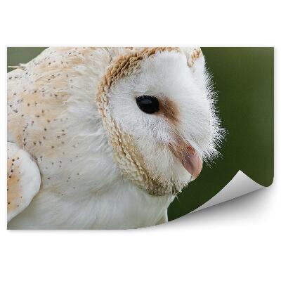 Fototapeta na zeď Sova pálená na přírodním pozadí