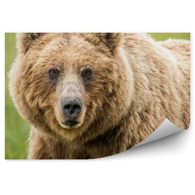 Samolepící fototapeta Medvěd grizzly na zeleném pozadí