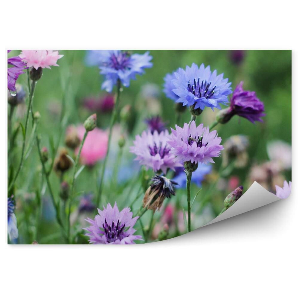 Samolepící fototapeta Louka chrpy, zelené květy