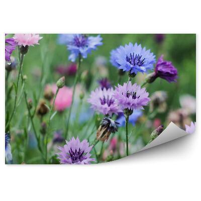 Samolepící fototapeta Louka chrpy, zelené květy