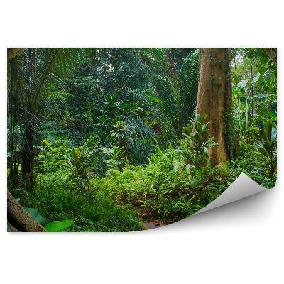 Fototapeta na zeď Asijské džungle kapradiny větve stromů