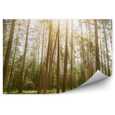 Samolepící fototapeta Divoká vegetace lesní příroda světlo