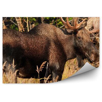 Fototapeta Samec losa na louce