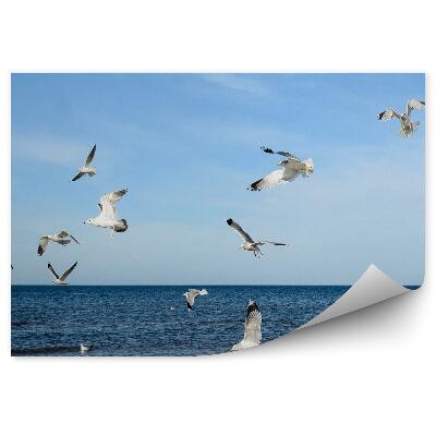 Fototapeta na zeď Zvířata racků z Baltského moře