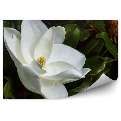 Samolepící fototapeta Bílé magnólie květy zelené listy pupeny černé pozadí