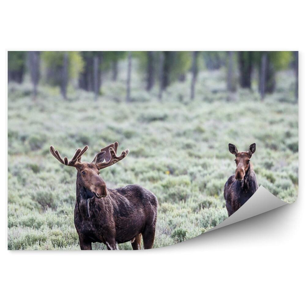 Samolepící fototapeta Pár losů na vřesovišti