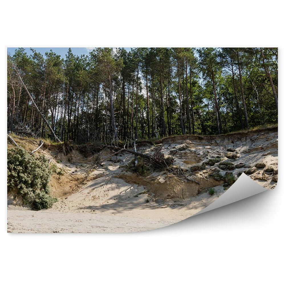 Fototapeta Sráz stromy lesní pláž písek