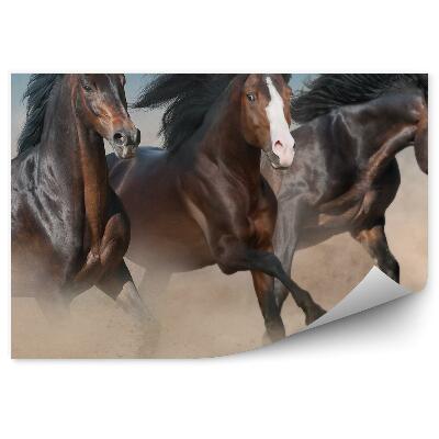 Fototapeta Stádo divokých hnědých koní cval písečný prach