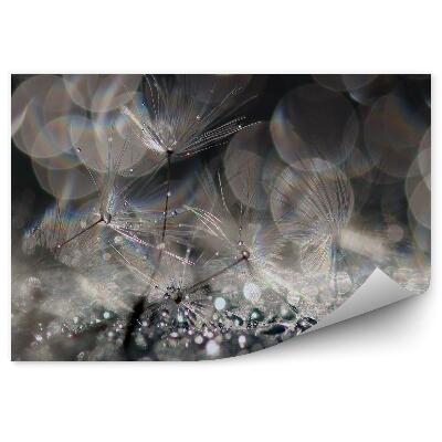 Fototapeta Pampeliška kapka rosy