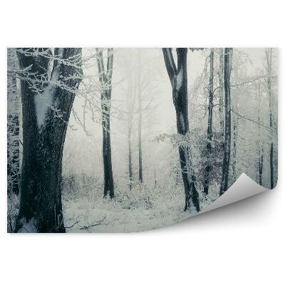 Fototapeta Zimní Klid