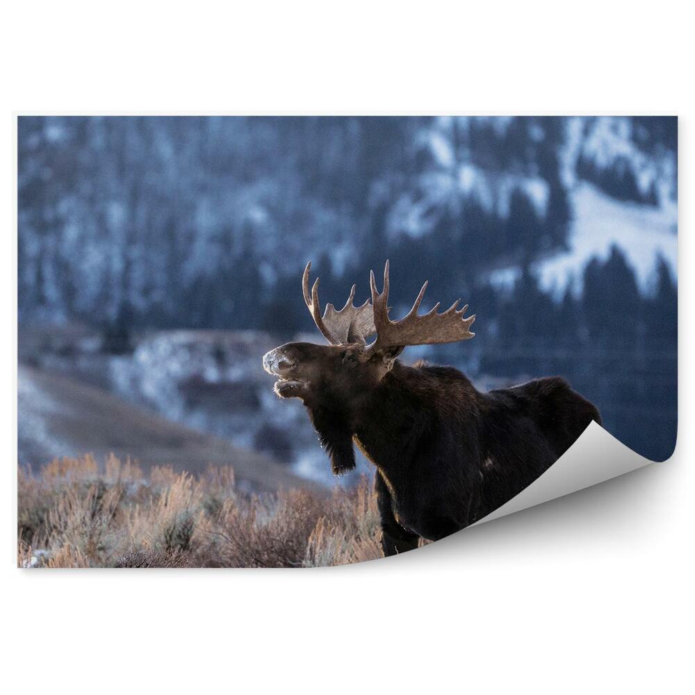 Fototapeta Los na horské louce