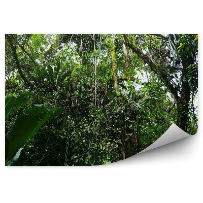 Fototapeta Mexiko džungle vegetace zelená