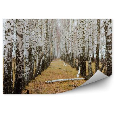 Samolepící fototapeta Podzimní březový les