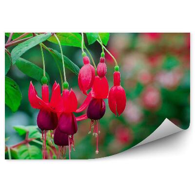 Samolepící fototapeta Červené květy fuchsie zelené pozadí