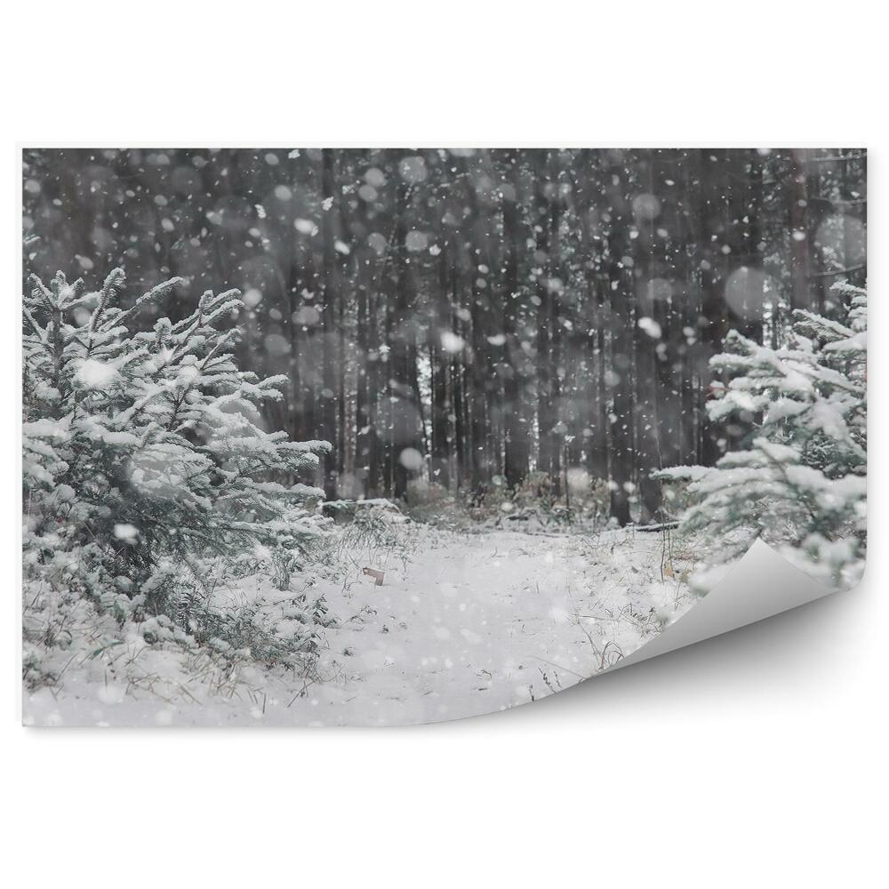 Samolepící fototapeta Zimní les