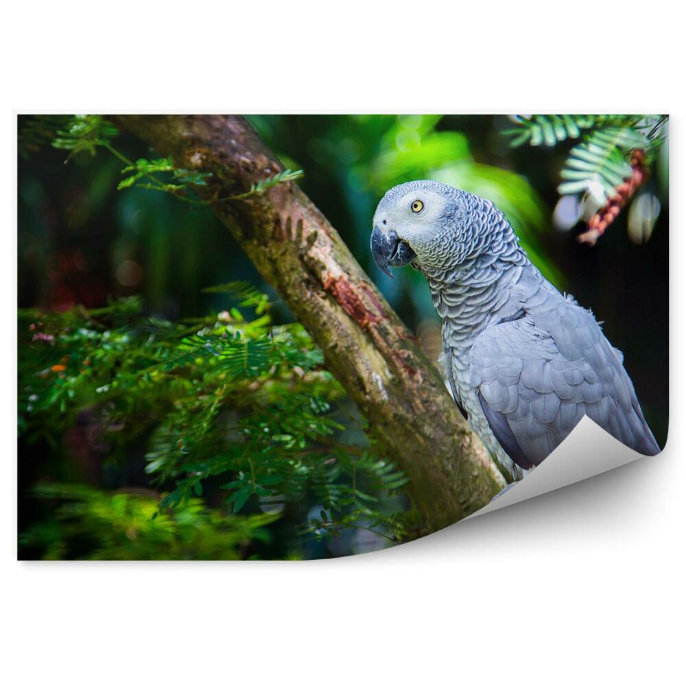 Samolepící fototapeta Šedý papoušek na araukárii