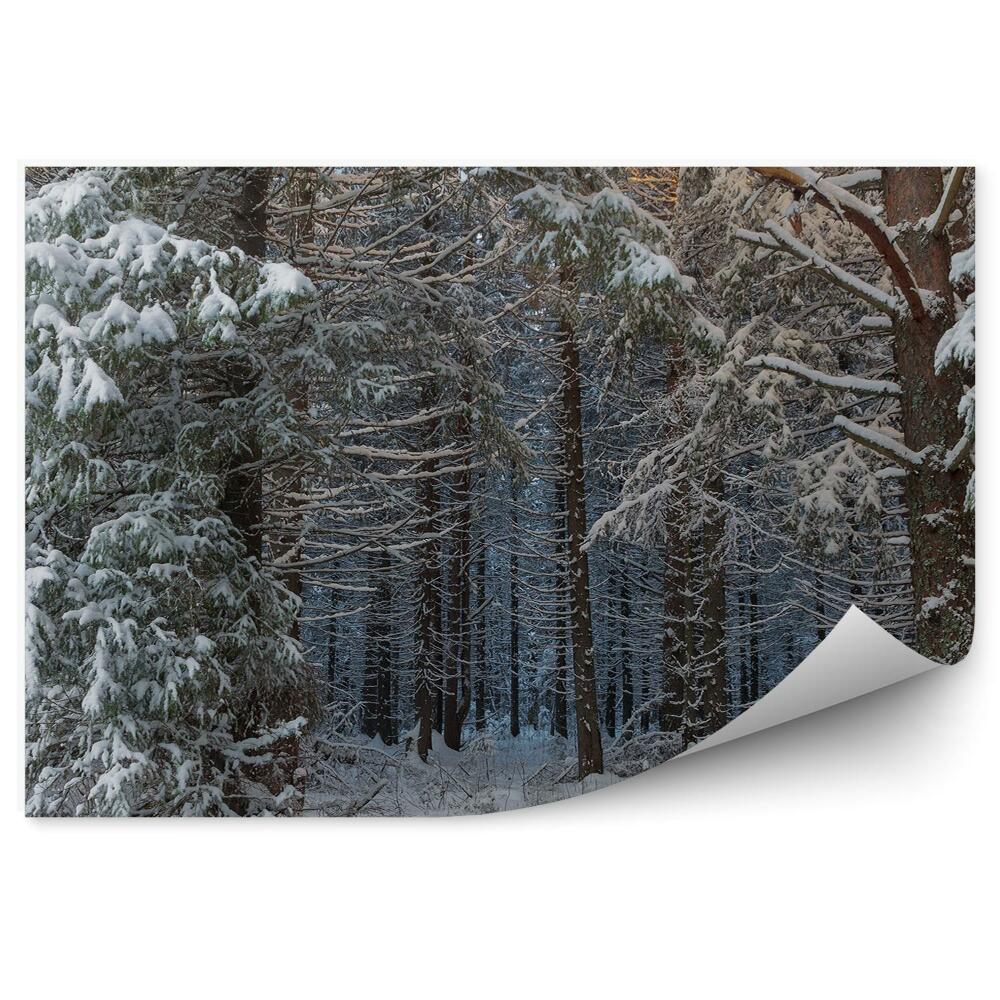 Fototapeta Zimní Ráno v Leze