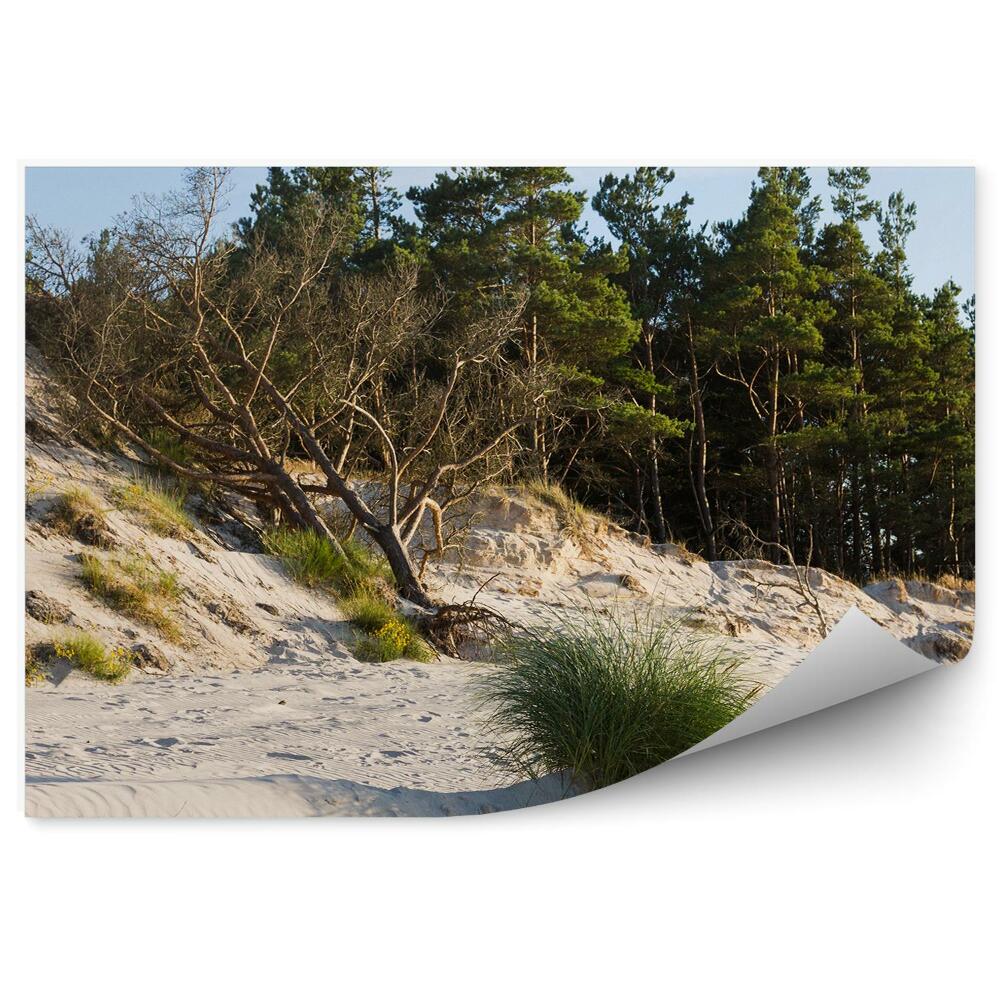 Fototapeta Stromy písek tráva přírodní vegetace